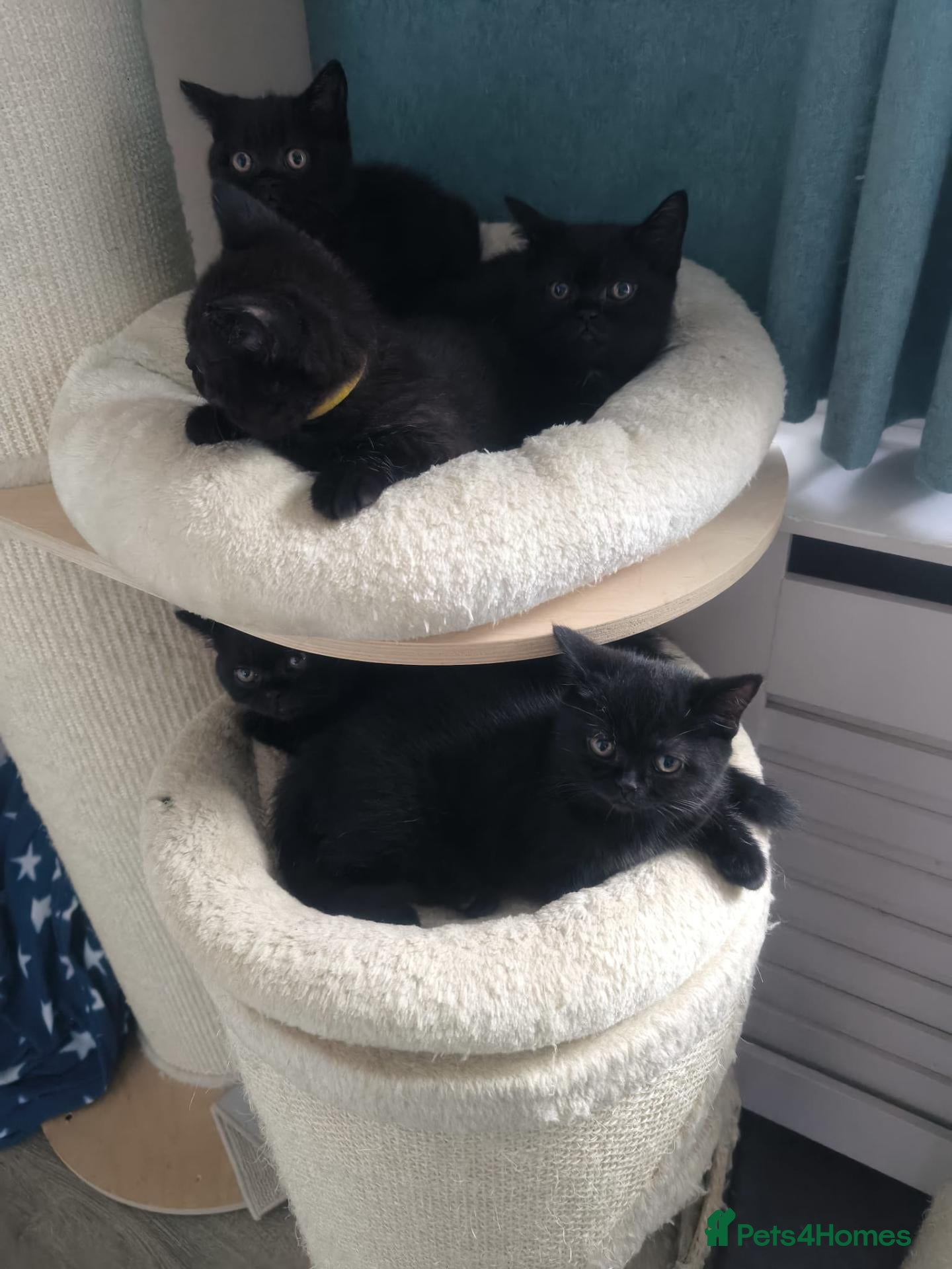 British Shorthair cats Beautiful Black BSH Kittens £995 GCCF ready 18/9 - Advert 2