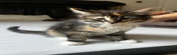 Siberian cats for sale: Tabby girls Siberian mix - Advert 6