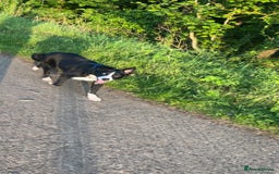Border Collie dogs for sale: Koby the border collie  - Image 7