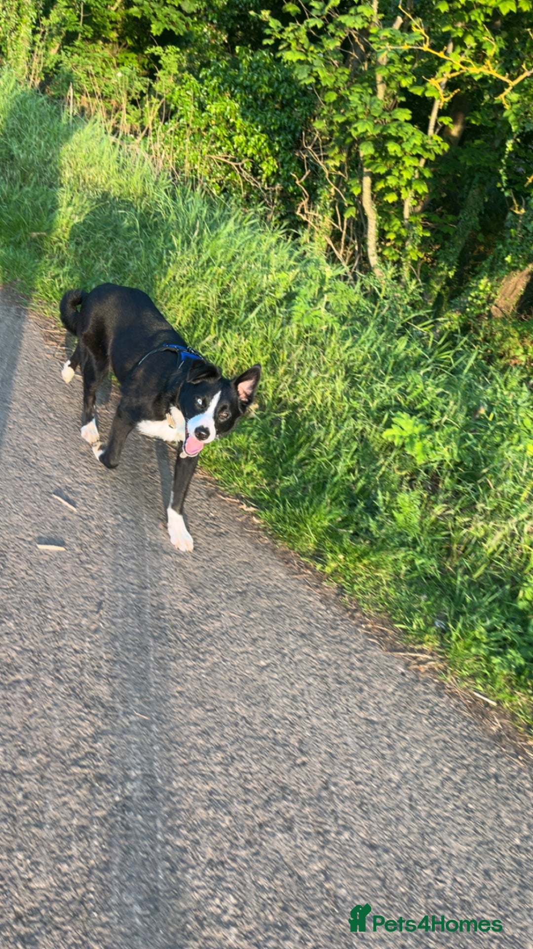 Border Collie dogs for sale: Koby the border collie  - Image 7