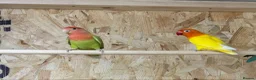 Lovebirds birds for sale: Lovely pair of proven bonded love birds  - Advert 1