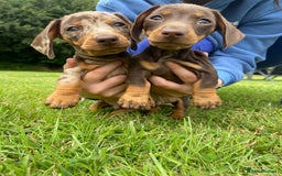 Miniature Dachshund dogs for sale: 5 KC registered smooth coated miniature dachshunds - Image 3