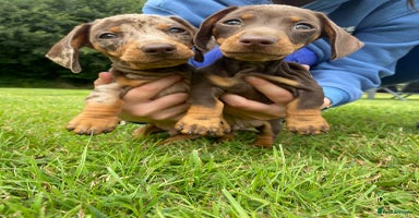 Miniature Dachshund dogs - Advert 12