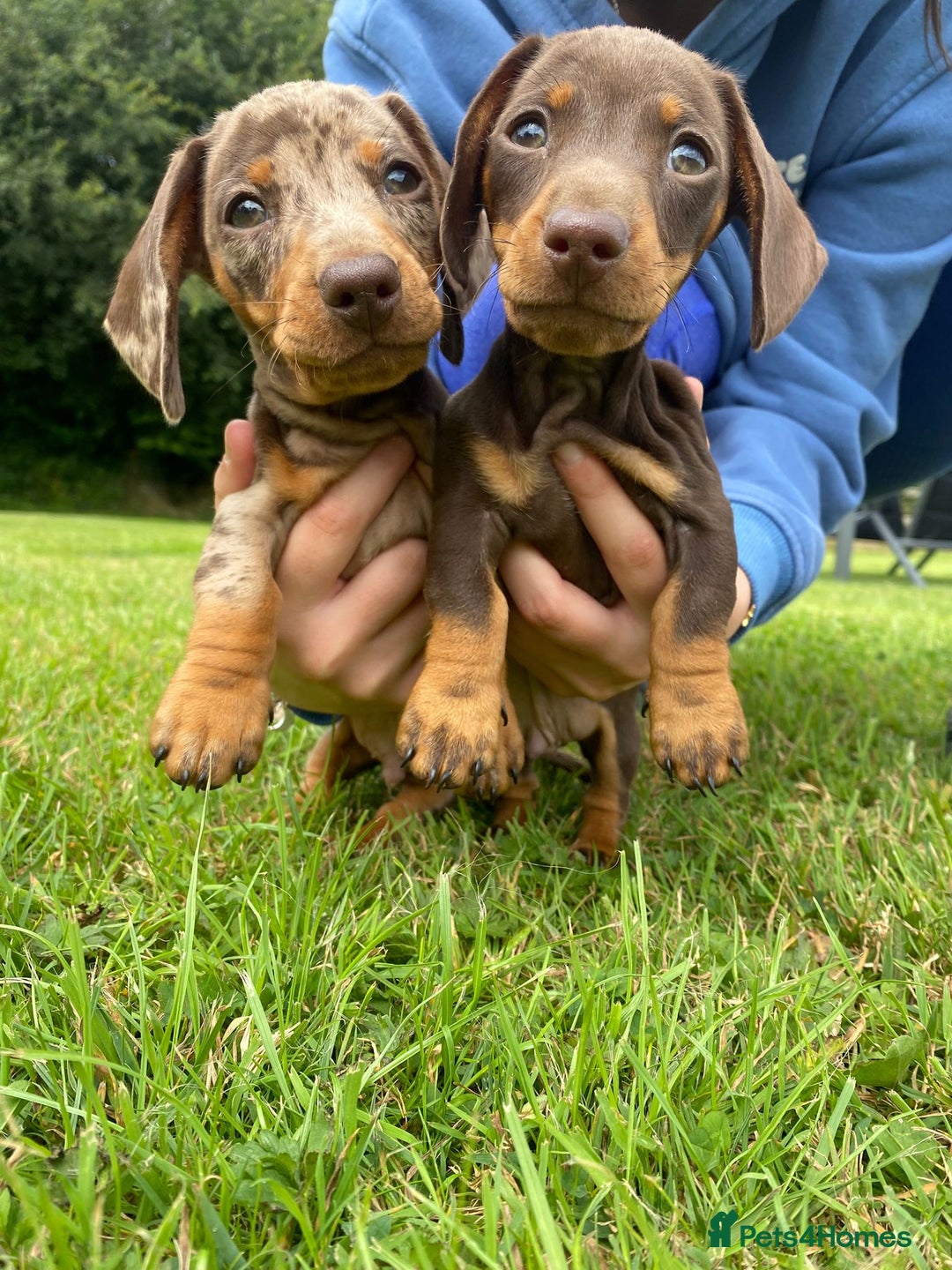 Miniature Dachshund dogs for sale: 5 KC registered smooth coated miniature dachshunds - Image 3