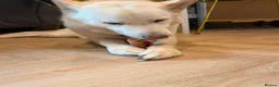 Mixed Breed dogs for adoption: 💙🐶 MOON – FROM A LOST DOG WITH NOWHERE TO GO... - Advert 8
