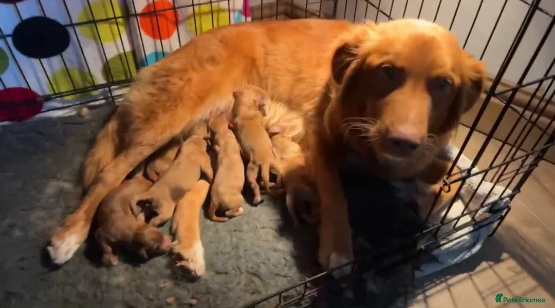 Mixed Breed dogs for sale: Red doodles - Advert 24