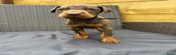 Dobermann dogs for sale: Beautiful family dobermans * 3 pups left * - Advert 3