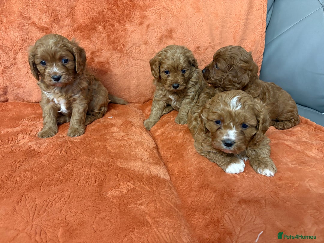 Cavapoo dogs for sale: 4 F1 Cavapoo puppies  - Image 15