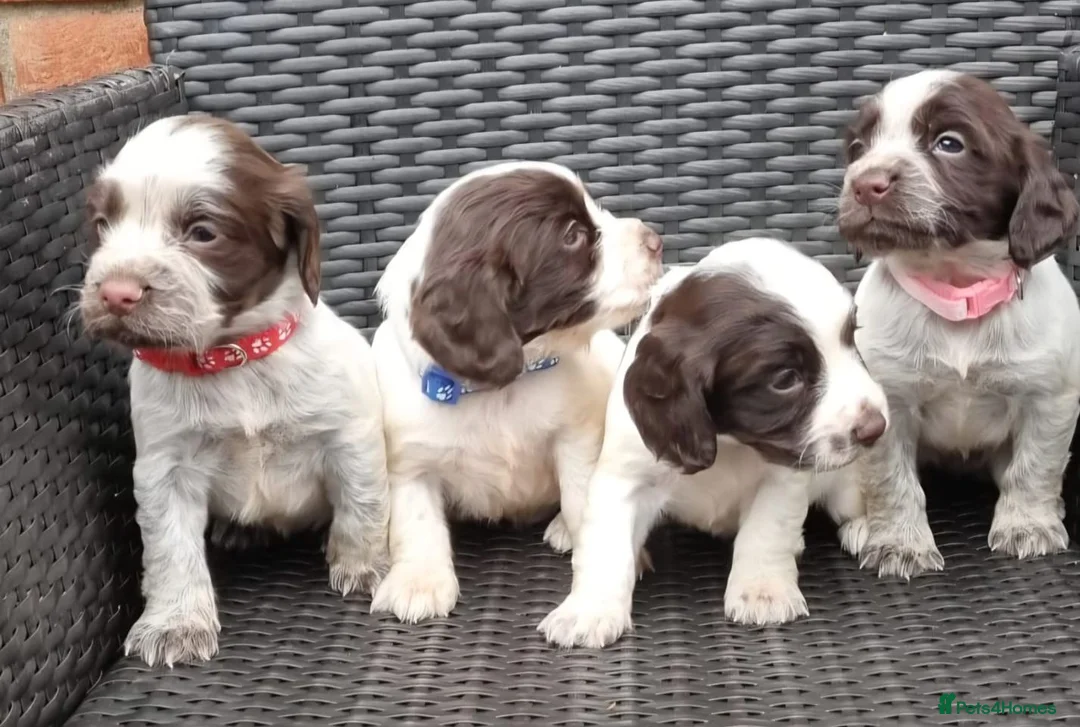 Cocker Spaniel dogs for sale: A stunning litter of cocker spaniels pups  - Advert 6