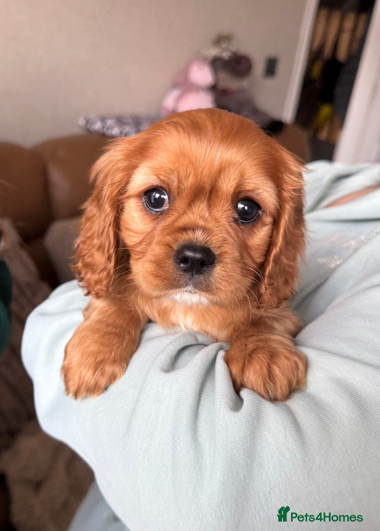 Cavalier King Charles Spaniel dogs Ready Now🌟 KC/Health tested Cavalier KCS pups - Advert 5
