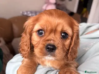 Cavalier King Charles Spaniel dogs Ready Now🌟 KC/Health tested Cavalier KCS pups - Advert 5