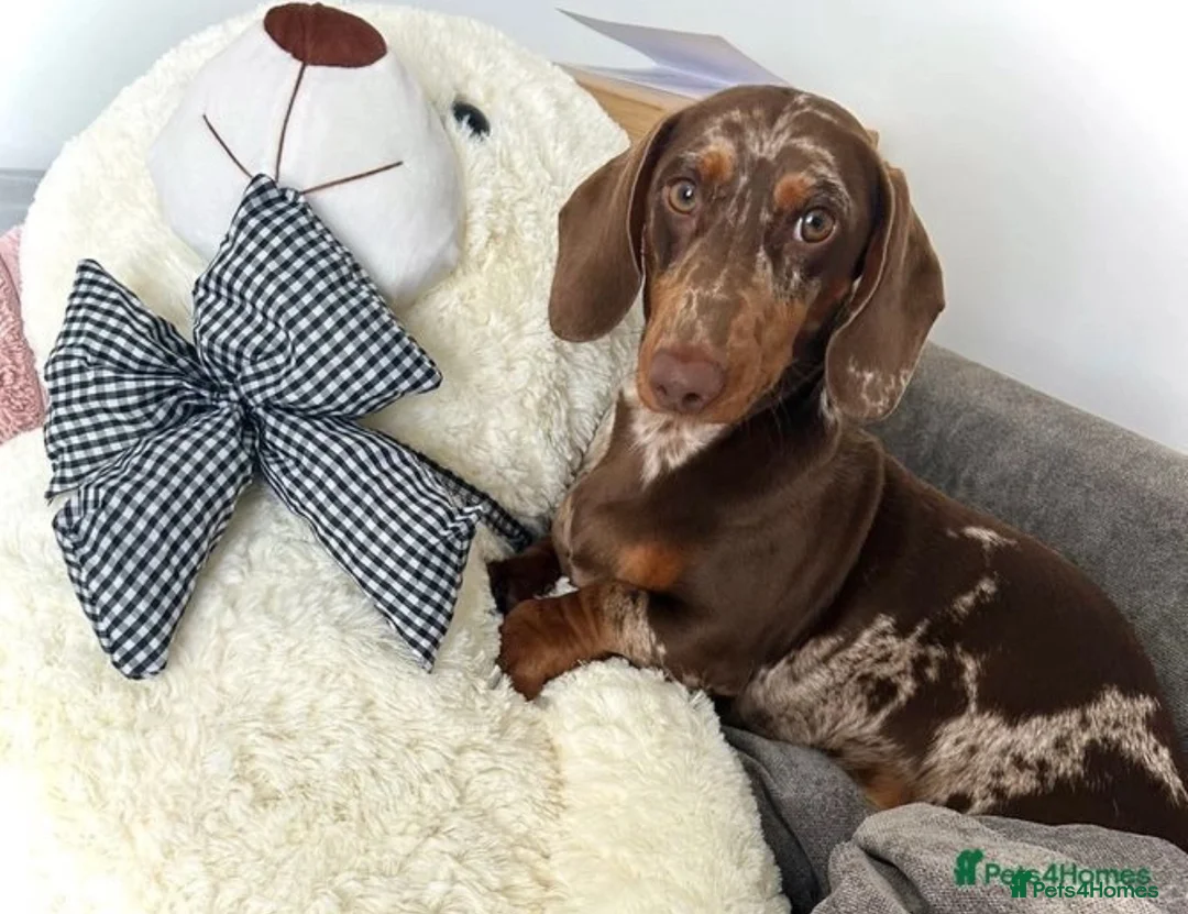 Dachshund dogs for stud: *STUD* Handsome dapple dachshund for stud only in Chelmsford - Advert 4
