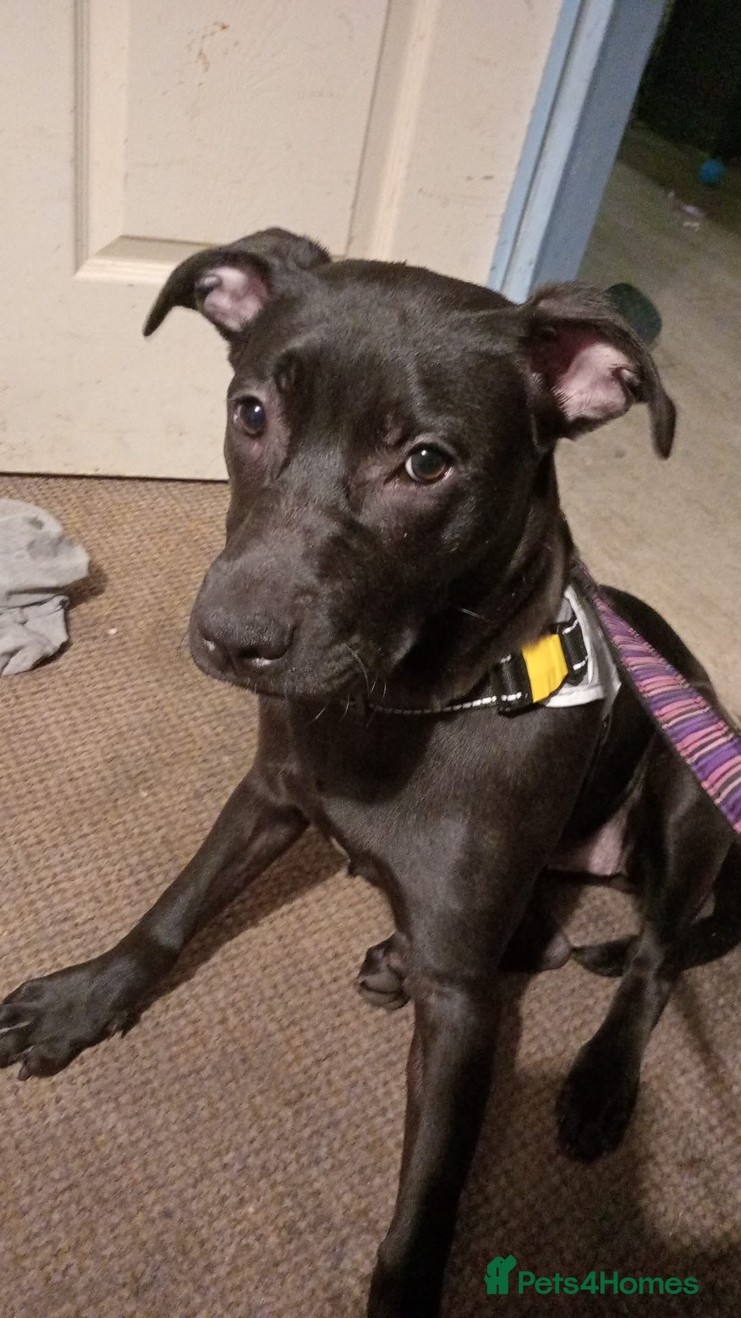 Mixed Breed dogs for sale: Cane corso mixed with pressa  - Image 2