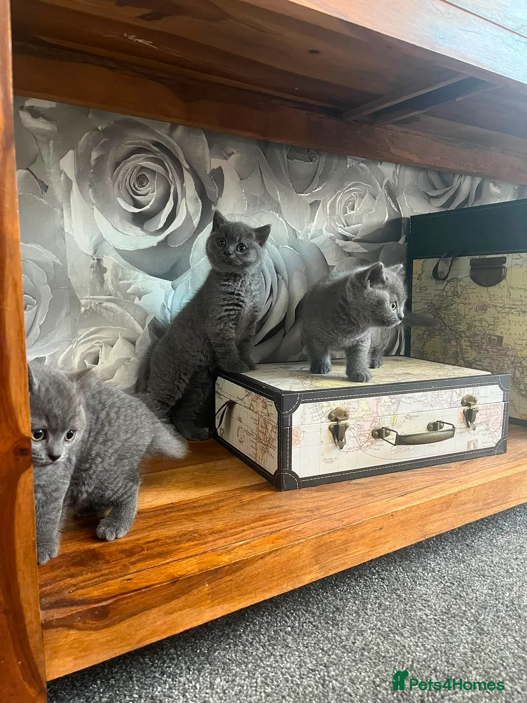 British Shorthair cats for sale: British short hair GCCF registered kittens in Saint Helens - Advert 1