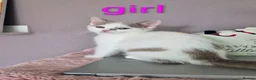 Munchkin cats for sale: Beautiful Munchkin kittens  - Advert 5