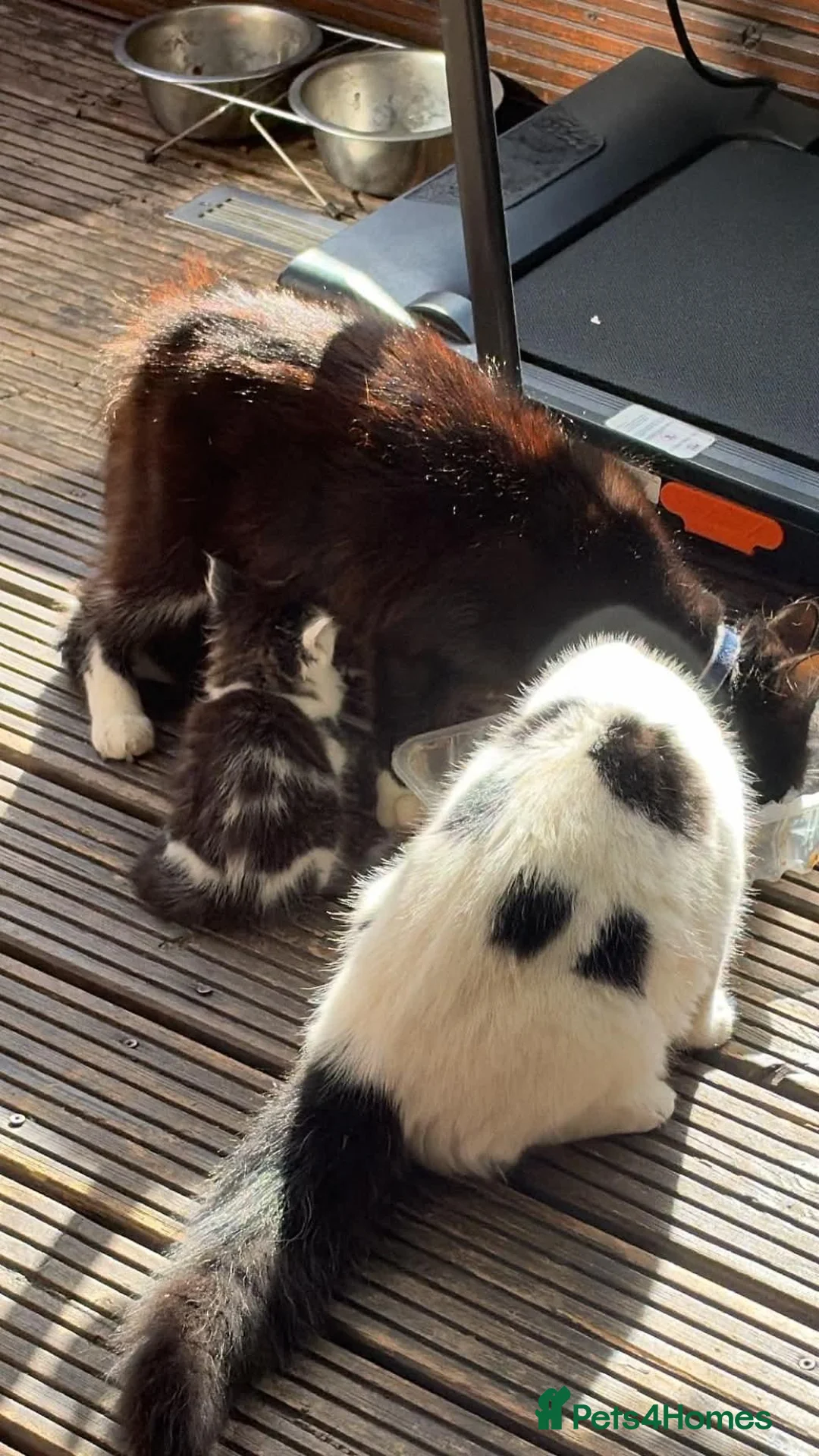 Mixed Breed cats for sale: Cute kittens for sale (NEED GONE ASAP) - Advert 12