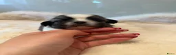 Pekingese dogs for sale: Rare Coloured Pekingese Puppies – Exceptional 🐾🐾 - Advert 15