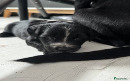 Mixed Breed dogs for sale: Beautiful puppys for sale  - Image 4