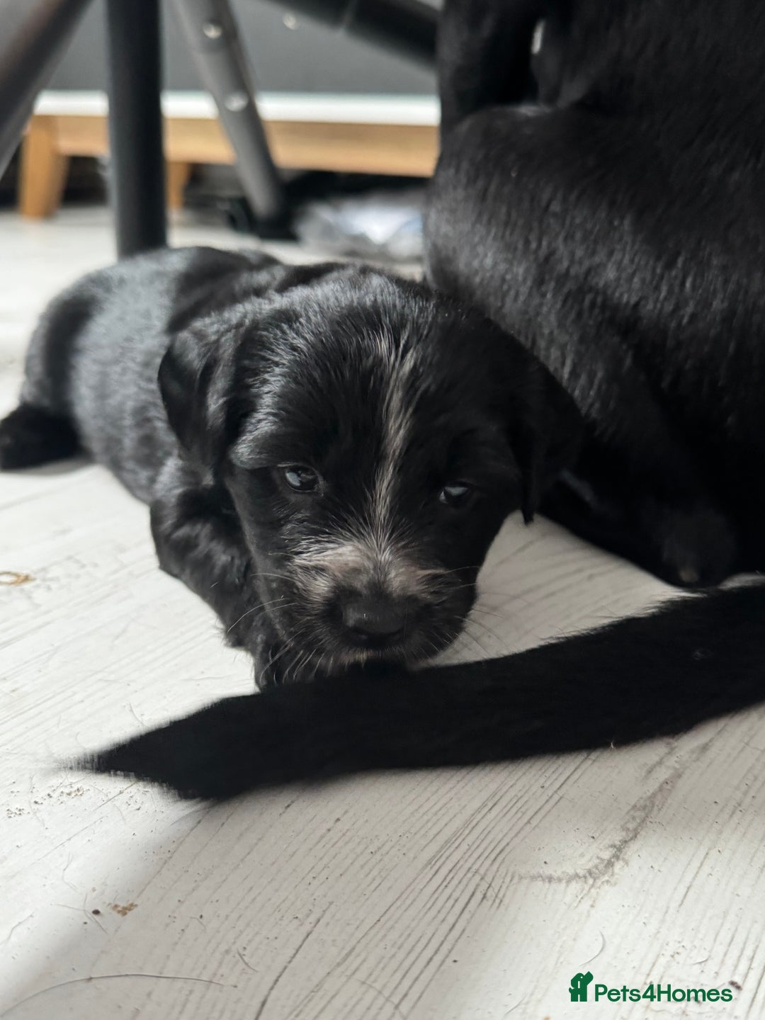 Mixed Breed dogs for sale: Beautiful puppys for sale  - Image 4