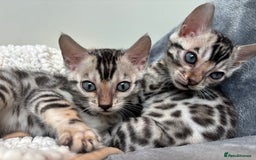 Bengal cats for sale: Female Bengal kitten available now - Image 18