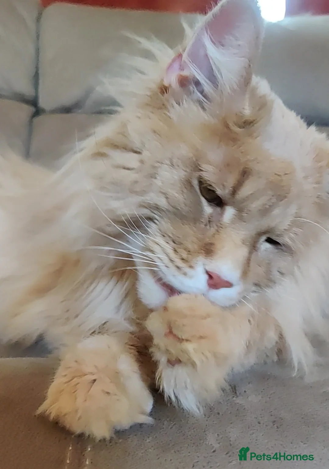 Maine Coon cats for sale: Giant Softie! Stunning 2 yr old pedigree XL MC boy - Advert 2