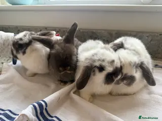 Mini Lop rabbits Beautiful Mini Lop Babies - Advert 3