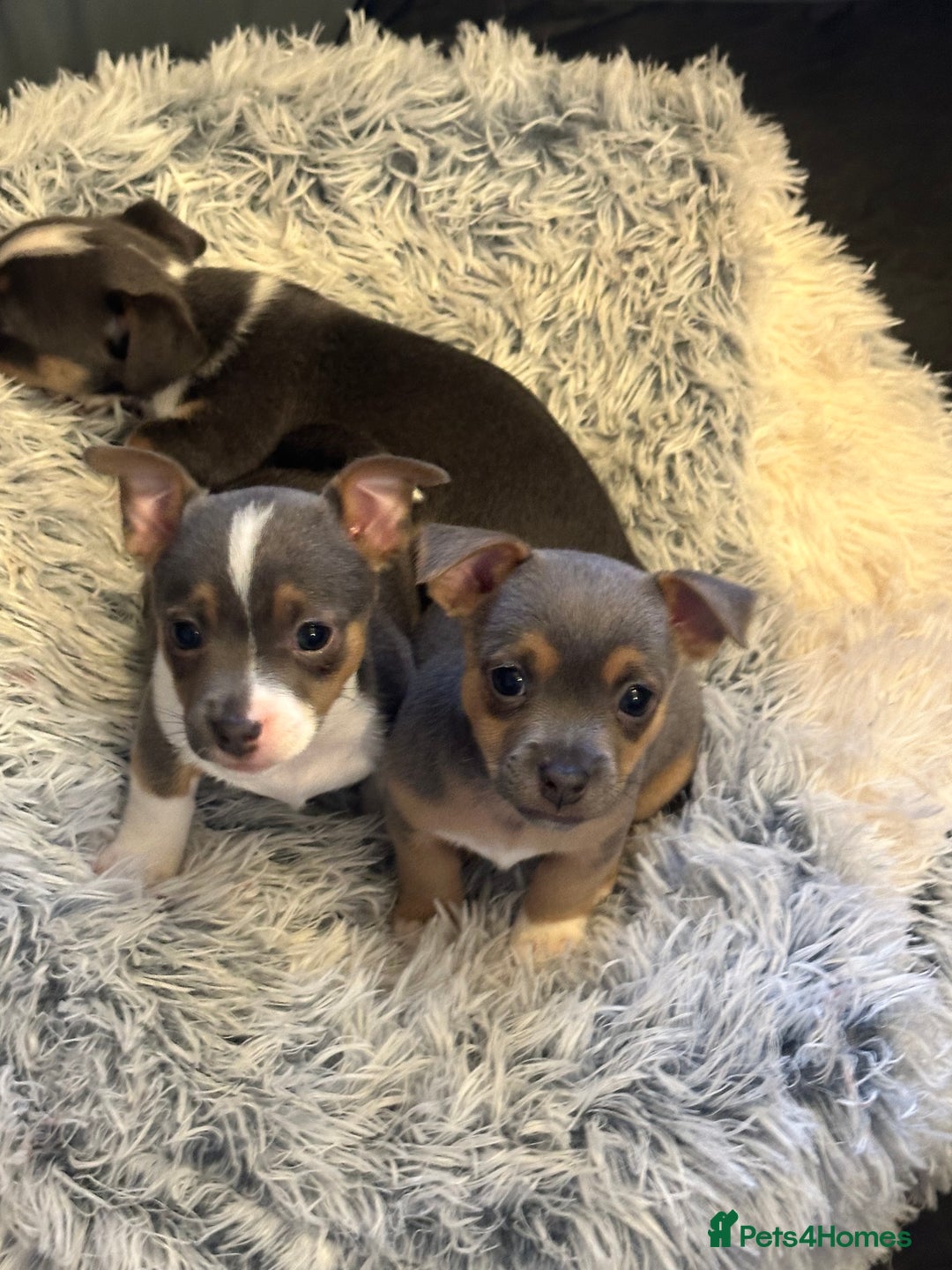 Jack Russell dogs for sale: Miniature miniature Jack Russel Puppies - Advert 6