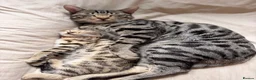 Bengal cats for sale: 🖤Triple Grand Champion — TICA - Registered Bengal - Advert 9