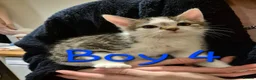 Mixed Breed cats for sale: 6 kittens * Ready Now * in Telford - Advert 15