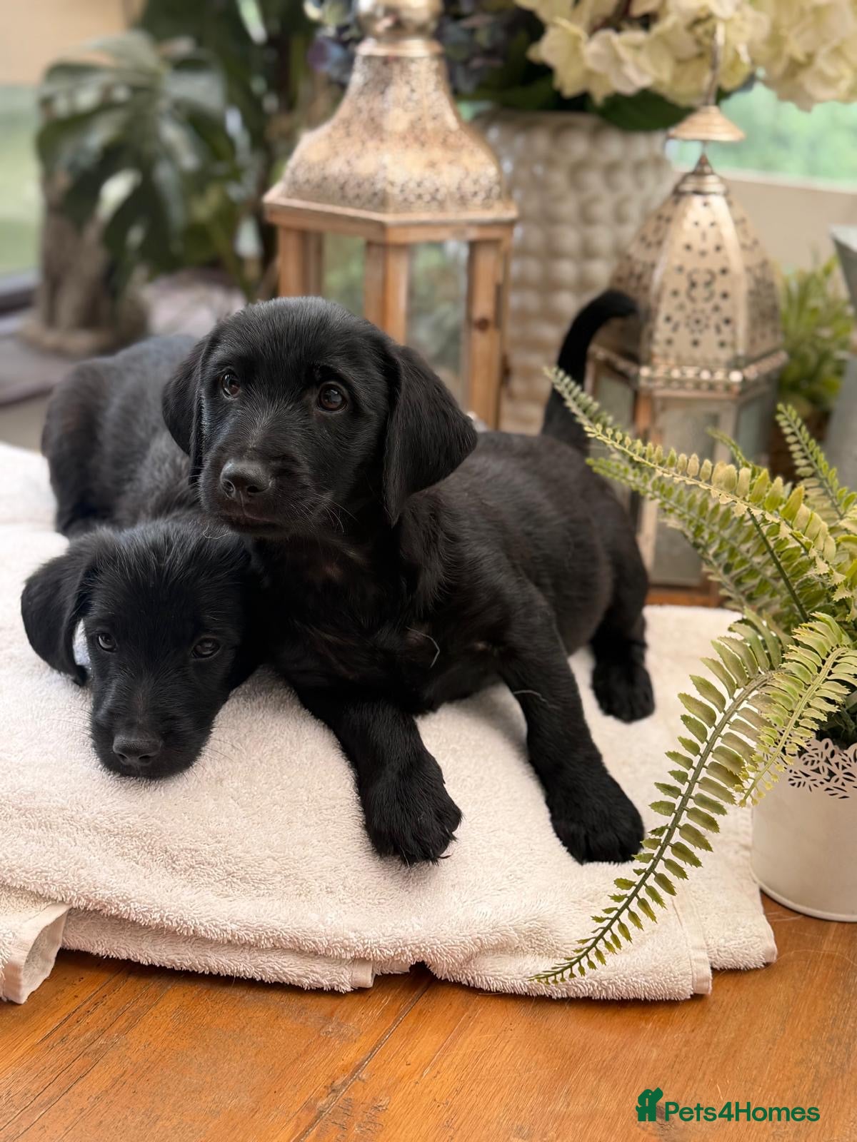 Mixed Breed dogs Jack russel terrier x shorkie puppies  - Advert 3