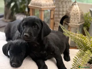 Mixed Breed dogs Jack russel terrier x shorkie puppies - Advert 1