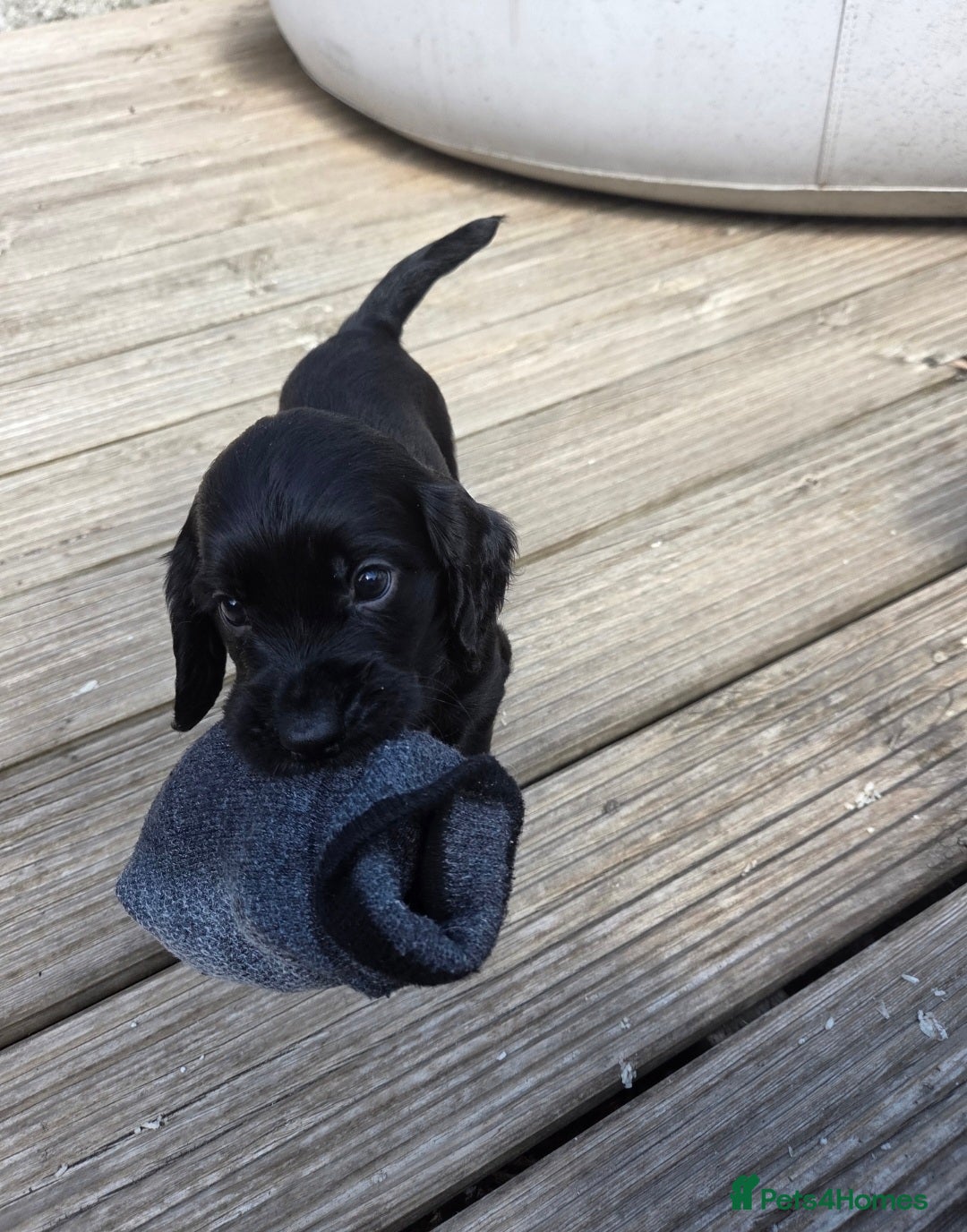 Cocker Spaniel dogs for sale: Working cocker spaniel pup - Image 3