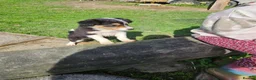 Border Collie dogs for sale: Beautiful Border Collie Puppies - Advert 10