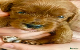 Cavapoo dogs for sale: BEAUTIFUL F1 CAVAPOOS - Image 4