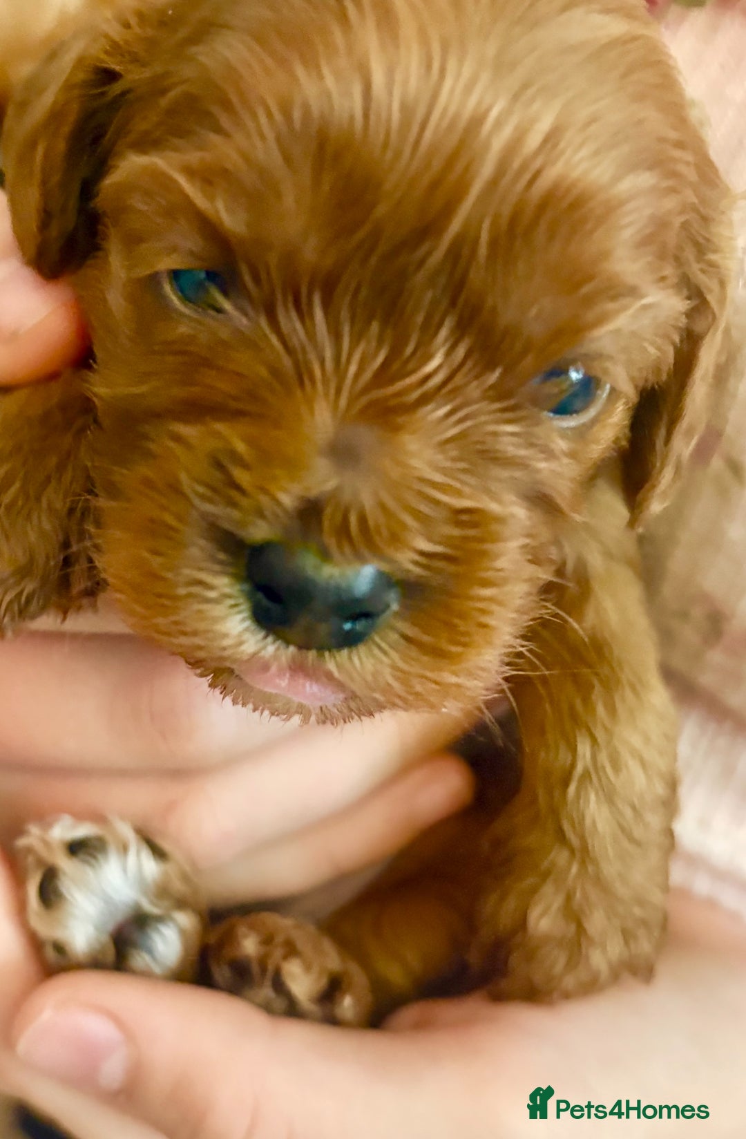 Cavapoo dogs for sale: BEAUTIFUL F1 CAVAPOOS - Image 4