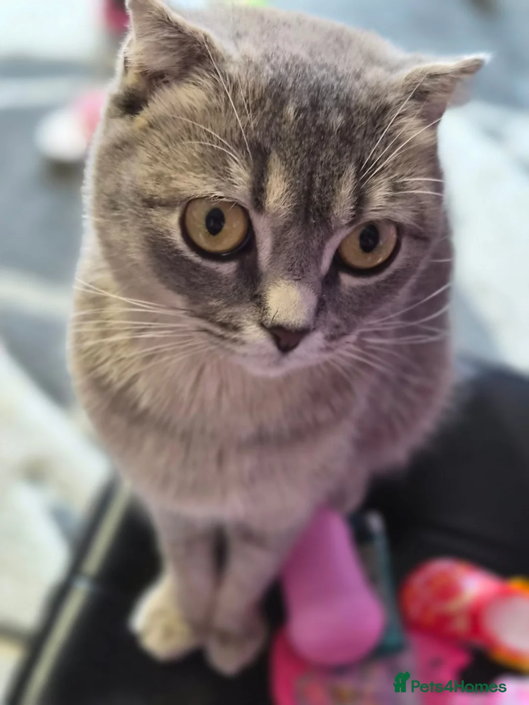 Bengal cats for sale: Rare Snow bengal x fold in Boston - Advert 1