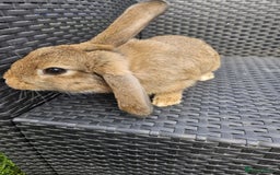 Mixed Breed rabbits for sale: Baby rabbits  - Image 1