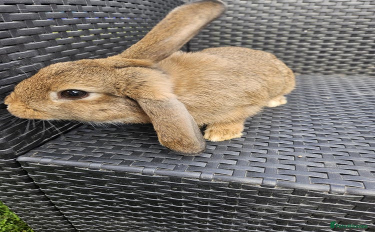 Mixed Breed rabbits - Advert 1