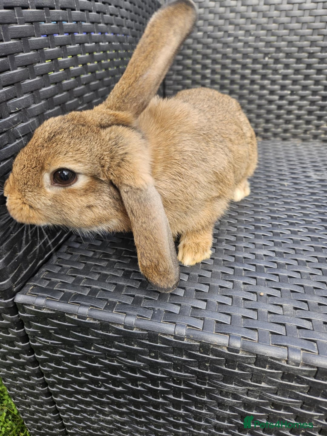 Mixed Breed rabbits for sale: Baby rabbits  - Image 1