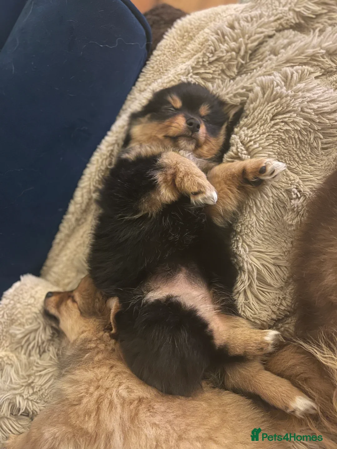 Pomchi dogs for sale: Ready Now☺️3 Pomerinian/Pomchi Puppies❤️ - Advert 25