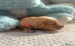 Cockerdor dogs for sale: 🐶Cockerdor Puppies 🐶 - Image 4