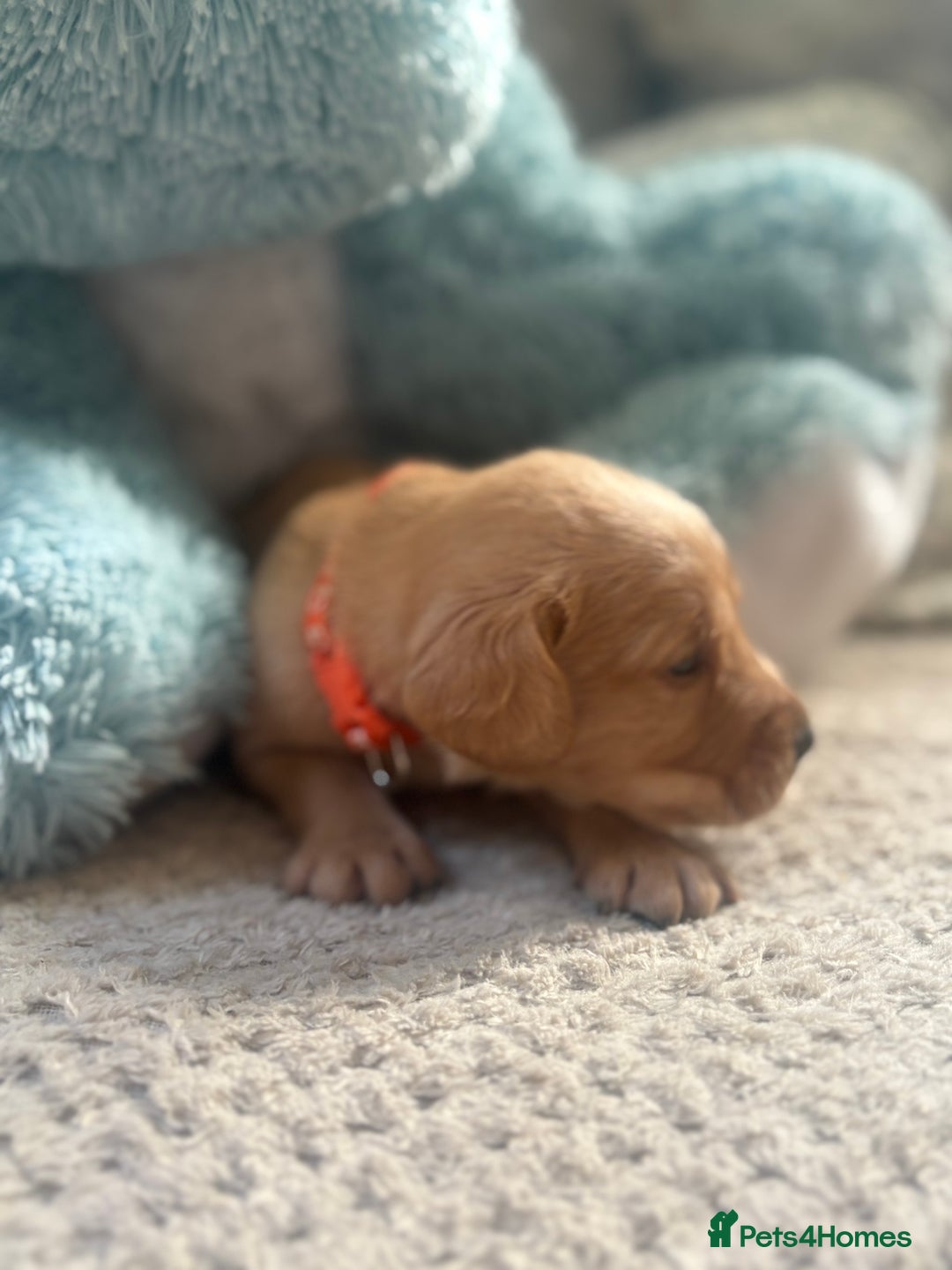 Cockerdor dogs for sale: 🐶Cockerdor Puppies 🐶 - Image 4