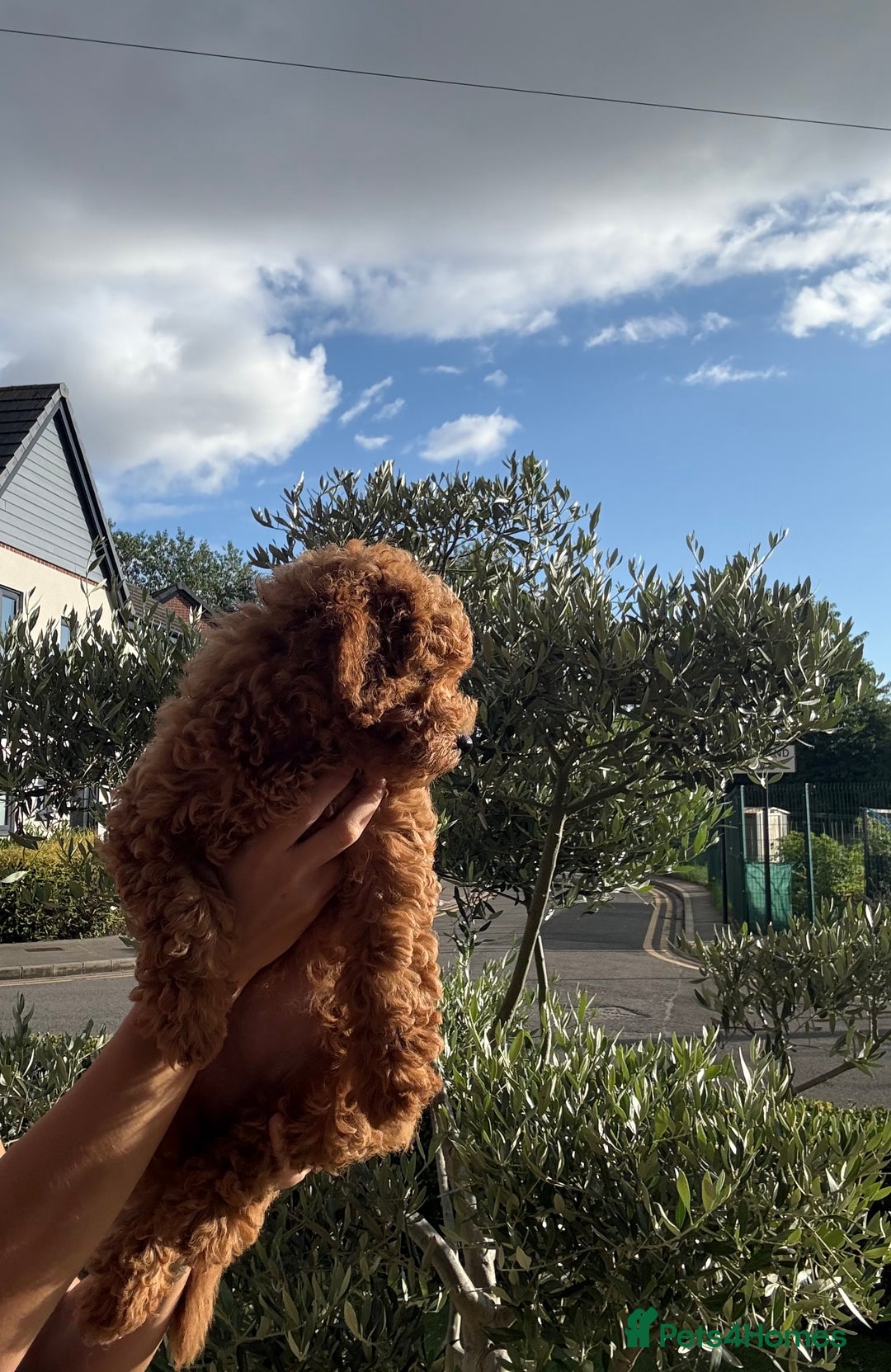 Poochon dogs for sale:  Loving Puppies Looking for Their Forever Homes 🏡 - Image 13