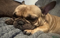 French Bulldog dogs for sale: 4yo female French bulldog - Image 3