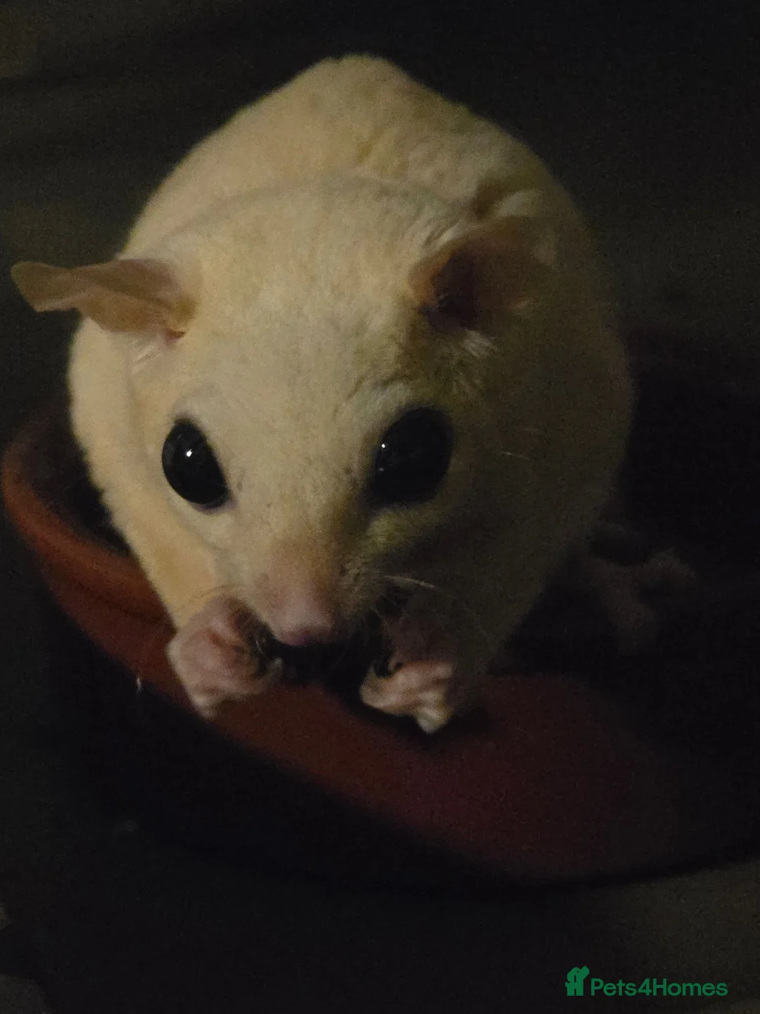 Mixed Breed livestock for sale: Sugar Glider Female in Gillingham - Advert 2