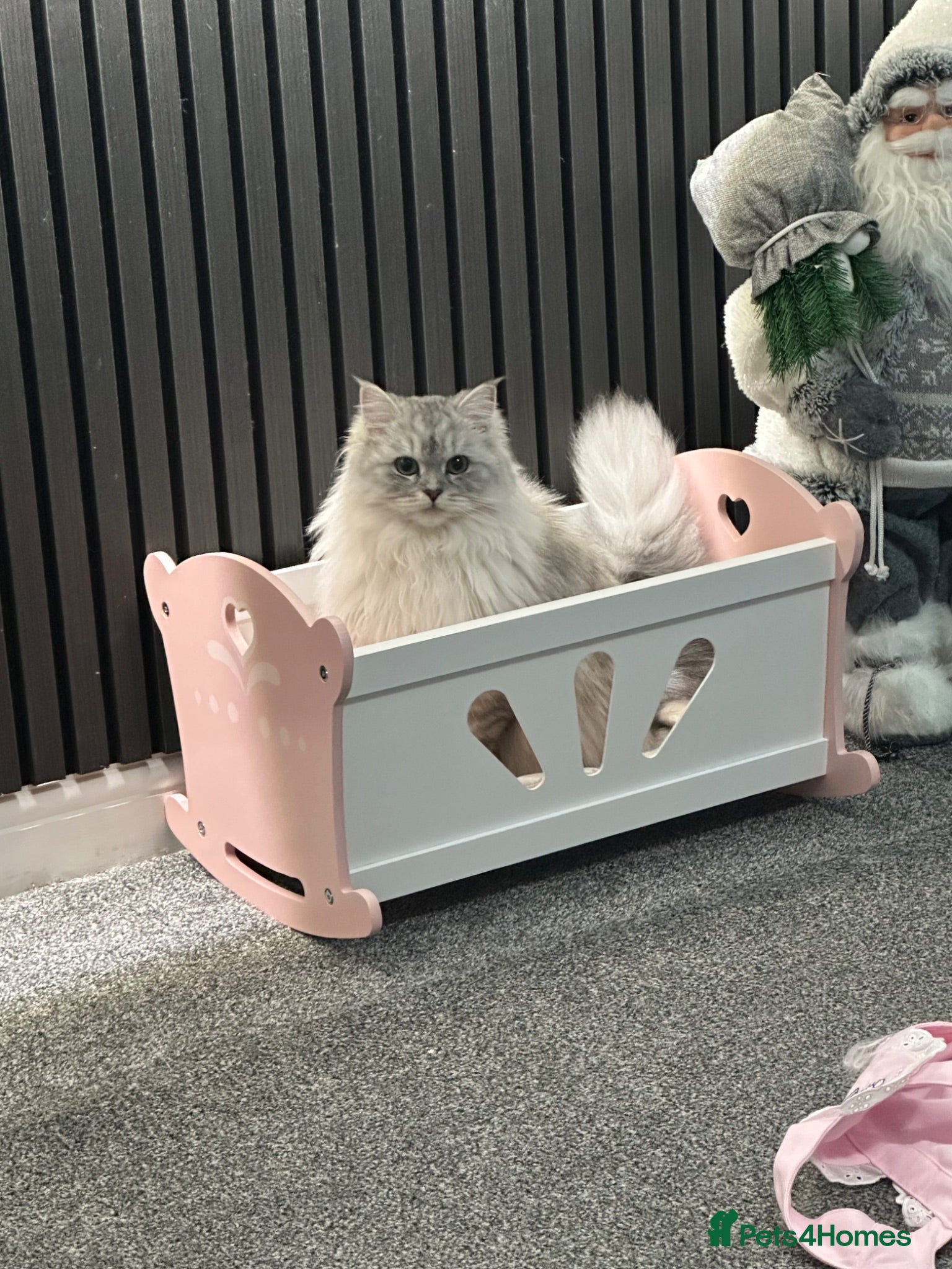 Ragdoll cats Ragdool x kittens - Advert 1