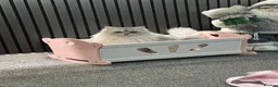 Ragdoll cats for sale: Ragdool x kittens in Scunthorpe - Advert 1