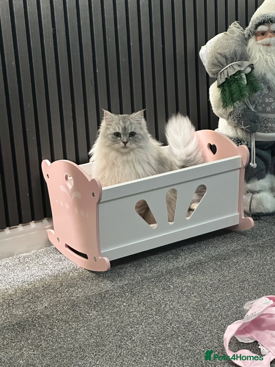 Ragdoll cats for sale: Ragdool x kittens in Scunthorpe - Advert 1