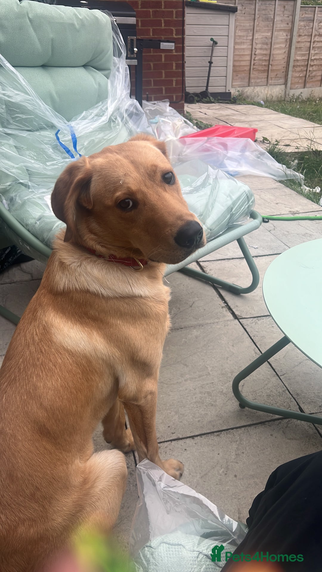 Labrador Retriever dogs for sale: Ace 1 year old male - Advert 6