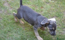 Mixed Breed dogs for sale: Mixed Breed Pups - Image 5